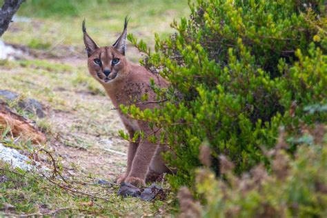 Social media can boost caracal conservation 